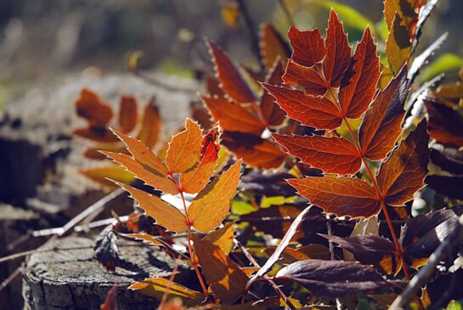 sunlight through deep red and brown leaves